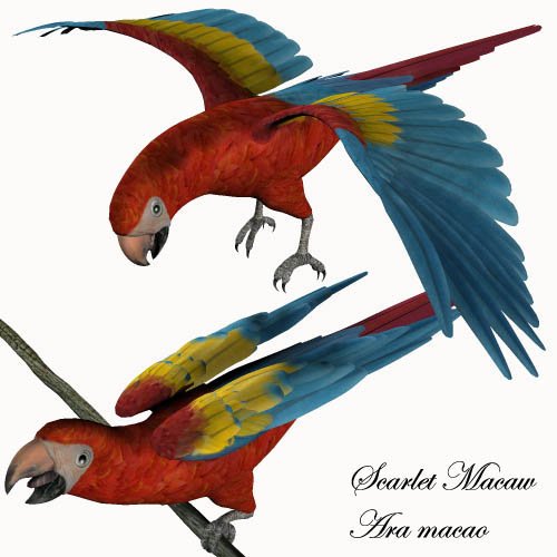 Noggins - Real Macaw