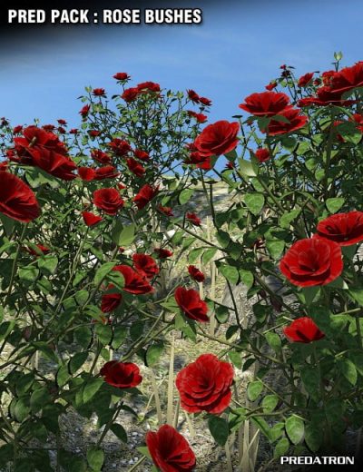 pred-pack-rose-bushes-large