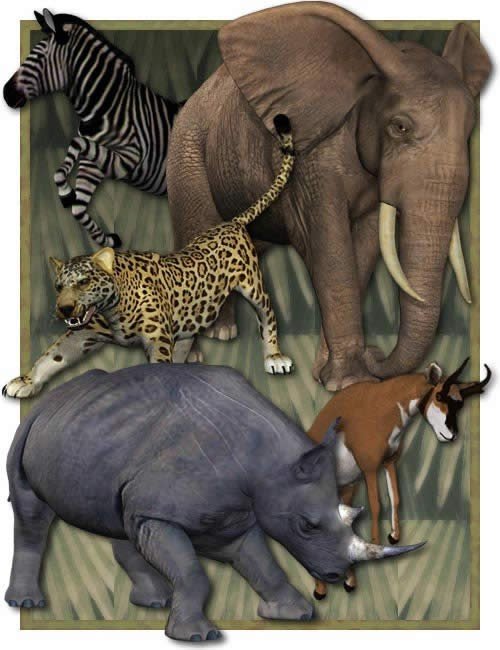 Safari Starter Bundle