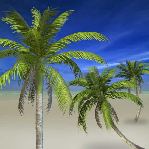Syam's Tropical Trees - Palms