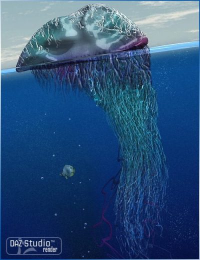 portuguese-man-o-war-large