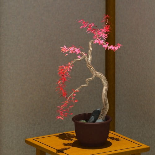Plum Bonsai Plum Bonsai