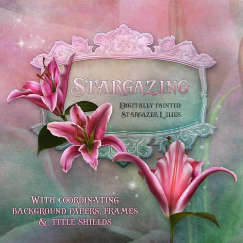 Stargazing Lilies