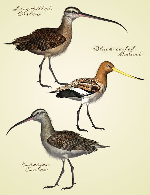 Songbird ReMix: Shorebirds Volume III