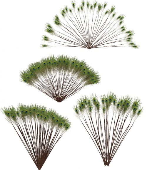 RDNA Egyptine Peacock Feather Sprays