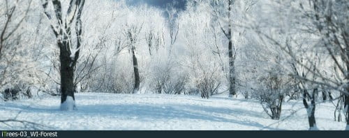 iTrees vol.3 Winter
