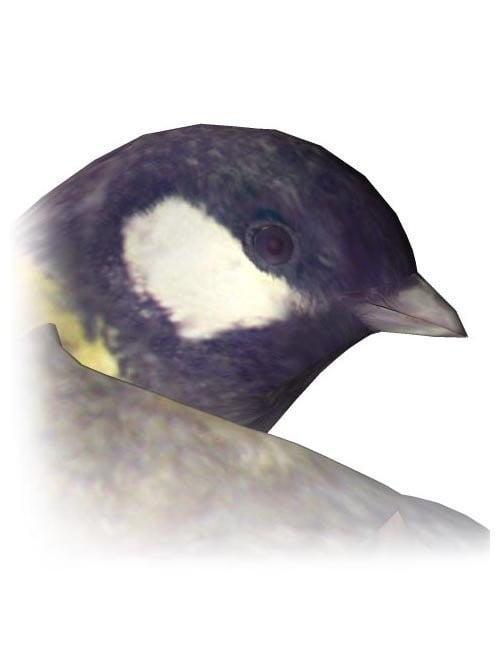 Great Tit Songbird