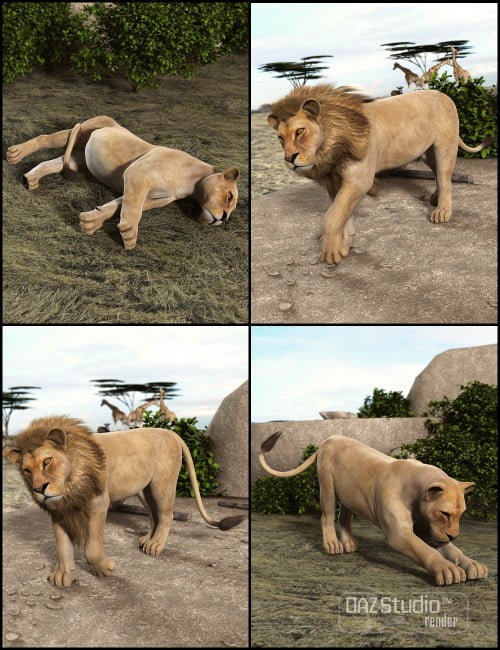 Mighty King Poses for the DAZ Lion