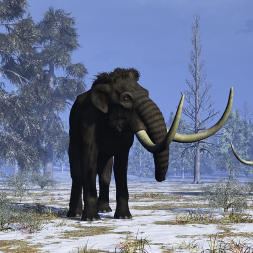 Woolly Mammoth