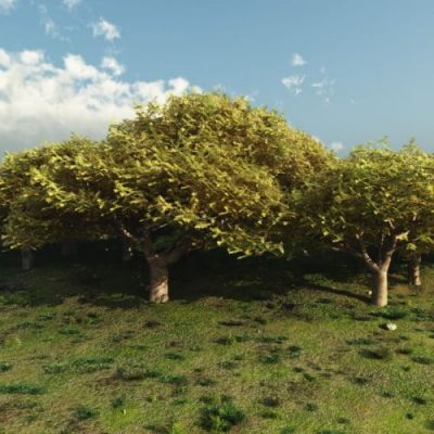 Cedar-of-Lebanon-Tree-for-Vue