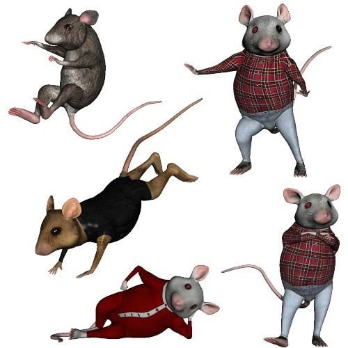 House Mouse's Poses