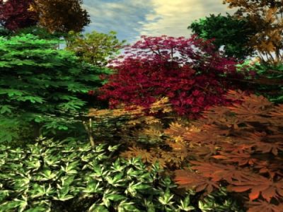 Japanese_Maples___The_Garden_Collection_53_0_img