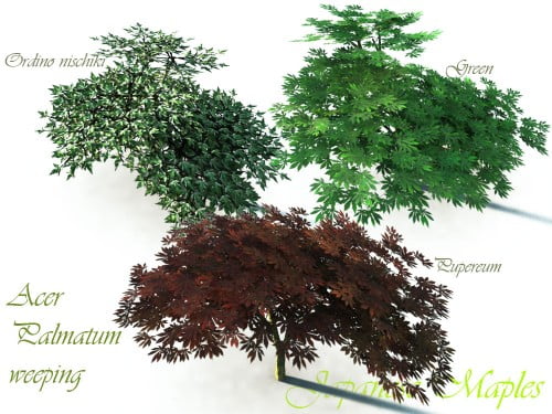 Japanese Maples - The Garden Collection