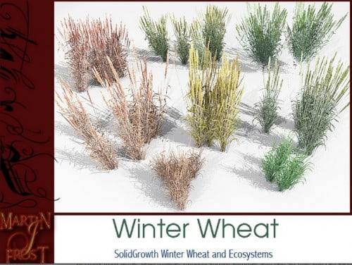 Winter Wheat