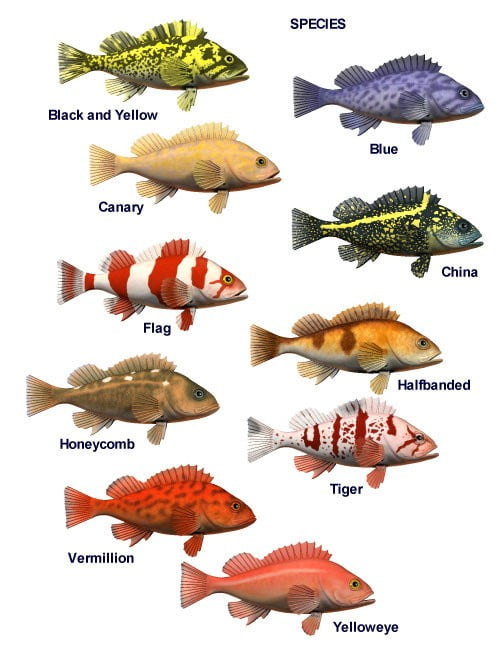 Pacific Rockfish Collection