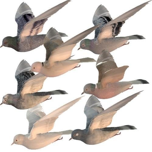 Poser Pigeon / DAZ Dove