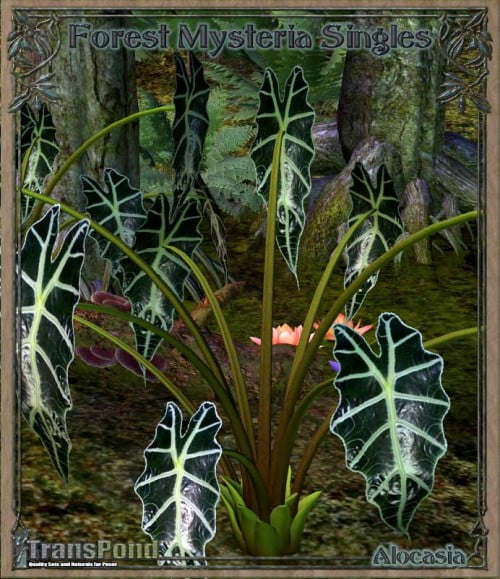 Forest Mysteria Singles - Alocasia