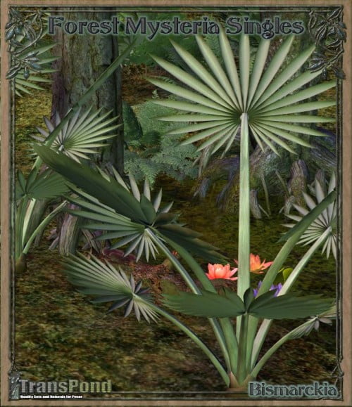 Forest Mysteria Singles - Bismarckia