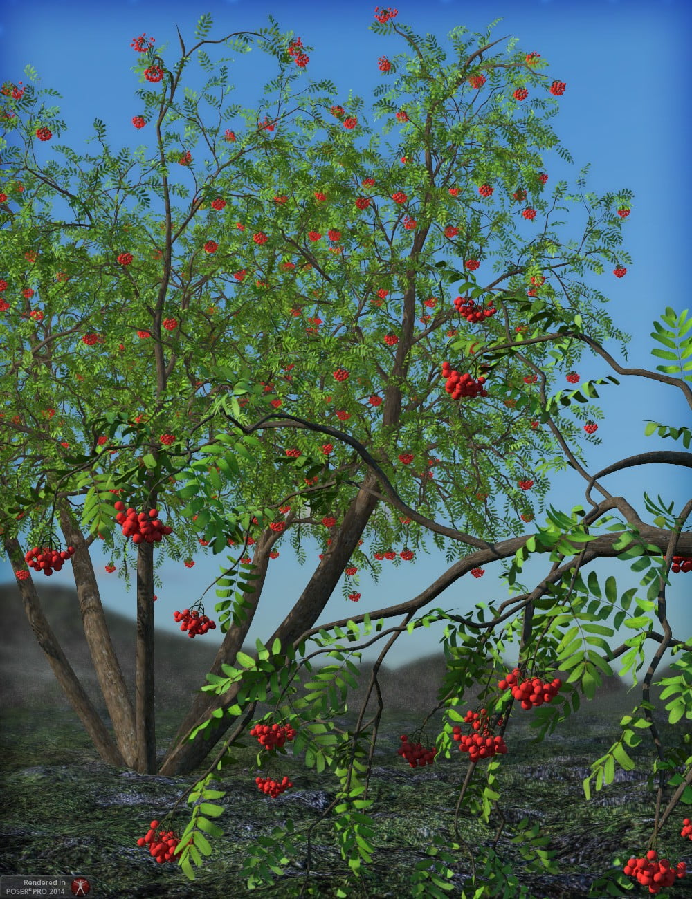 Rowan Trees Megapack