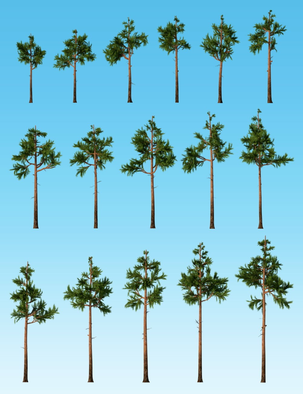 Nature - Firs and Pines