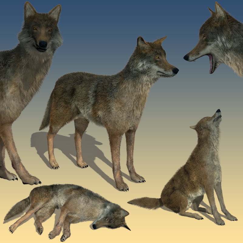 Coyote for Poser by AM