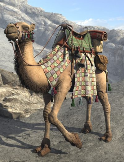 My-Camel-Camelia-HD-1