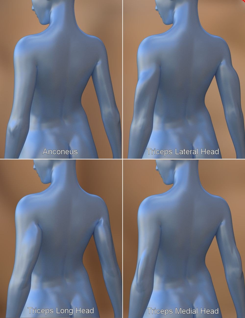 Musculature HD Morphs for Genesis 3 Female(s)