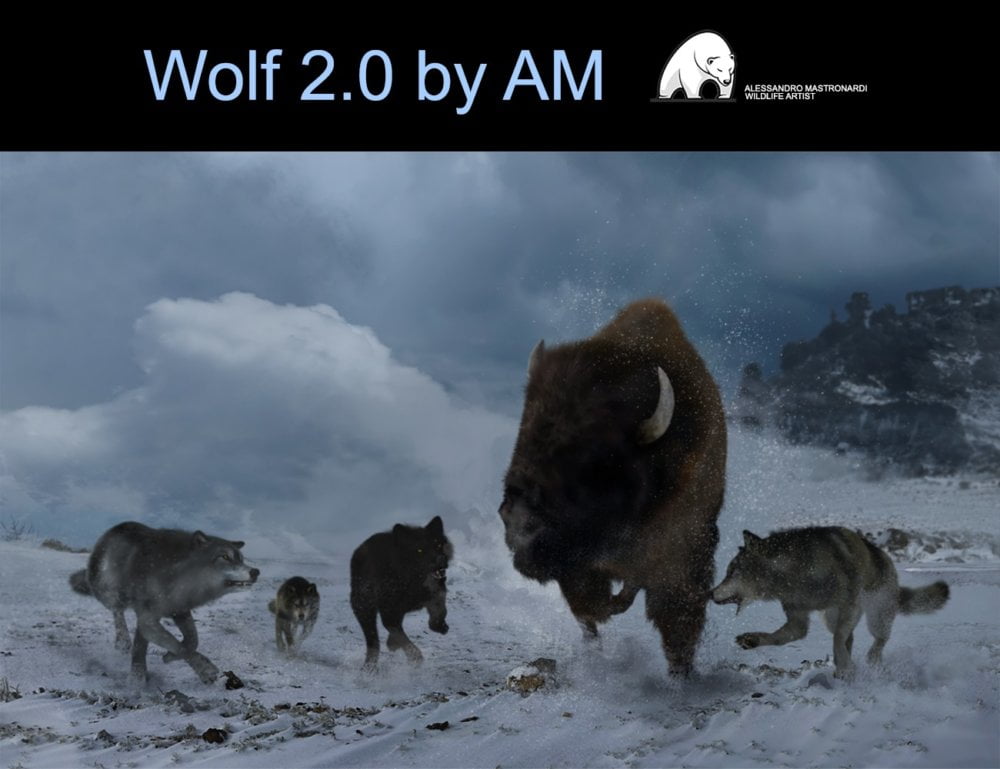 Wolf 2.0 by AM