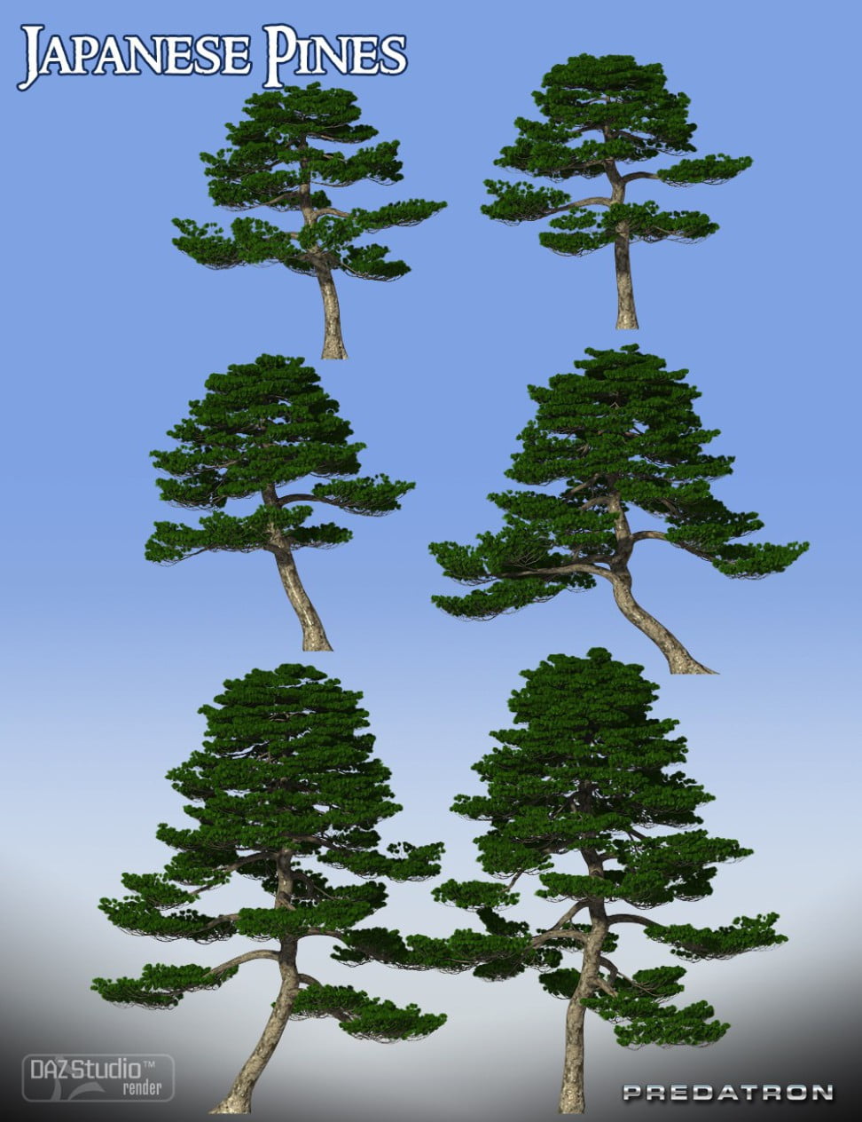 Japanese Pines