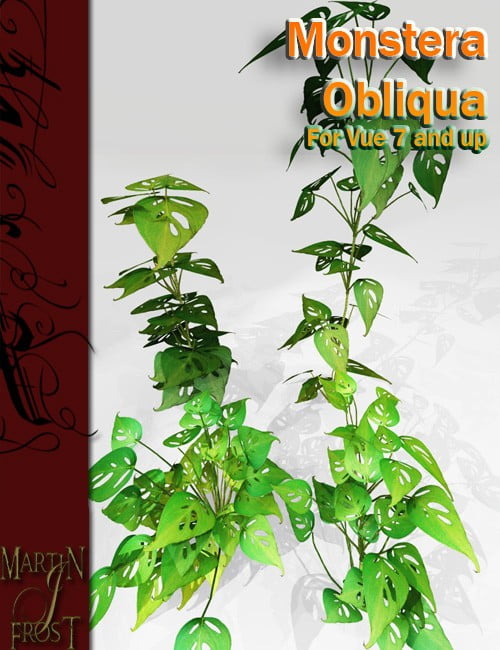 Monstera Obliqua – Jungle Plants for Vue