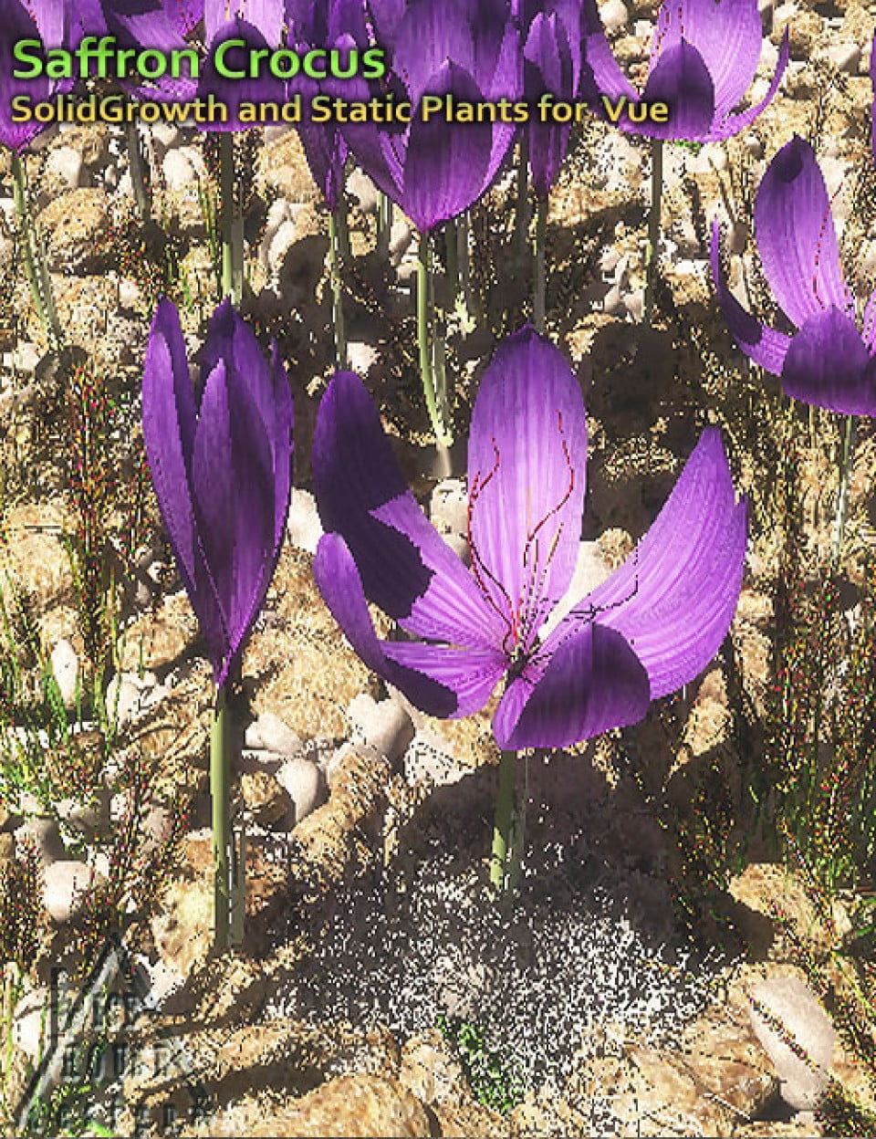 Saffron Crocus - for Vue