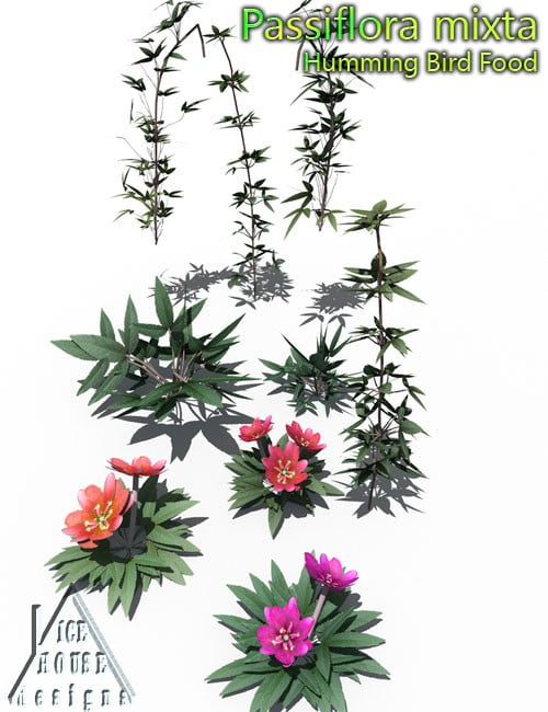 The Pink Passion Flower – hummingbird food!