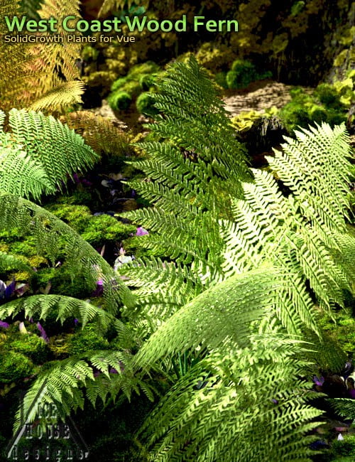 West Coast Wood Fern