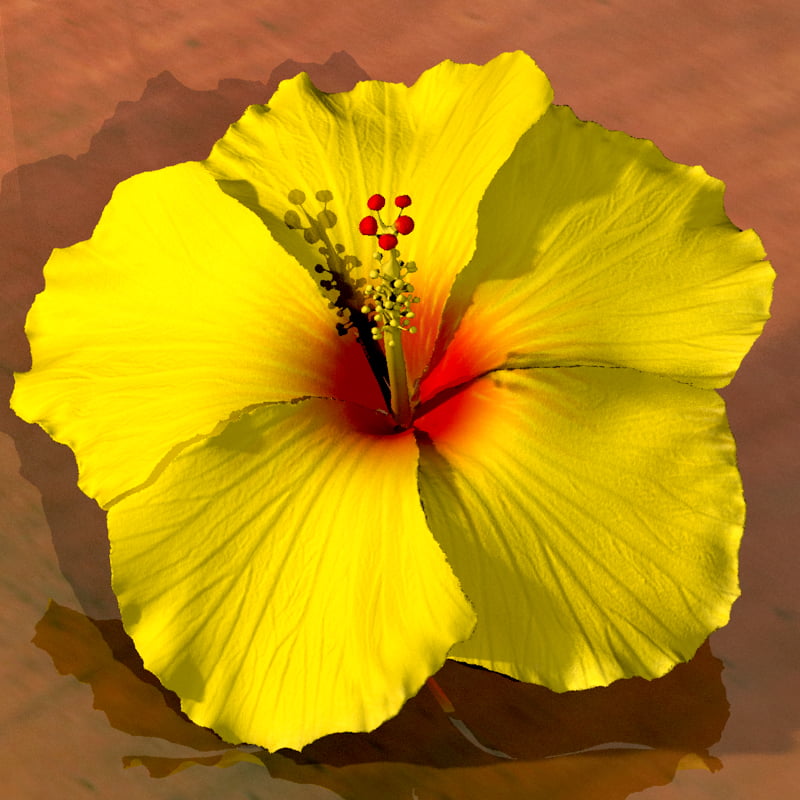 Hibiscus Flower for Hair