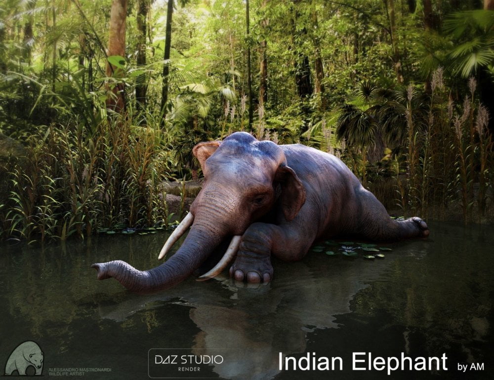 Indian Elephant by AM