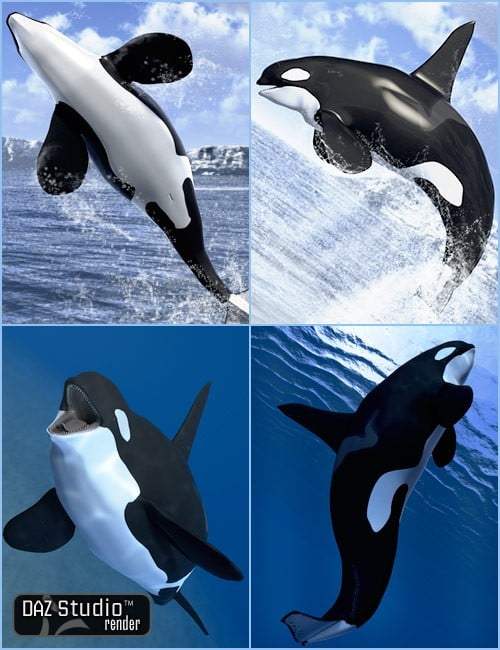 orca-killer-whale-3