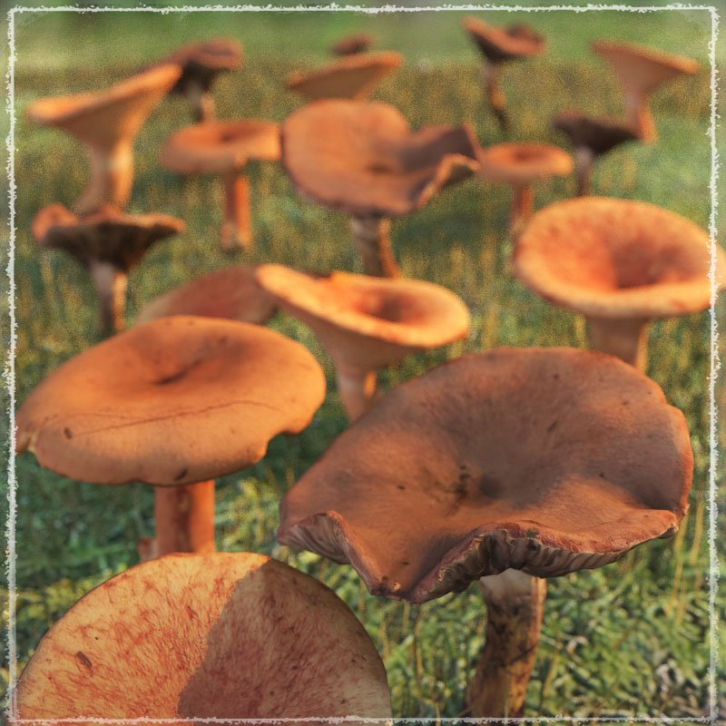 Photo Props: Wild Mushrooms