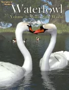SBRM Waterfowl Vol 3 - Swans of the World