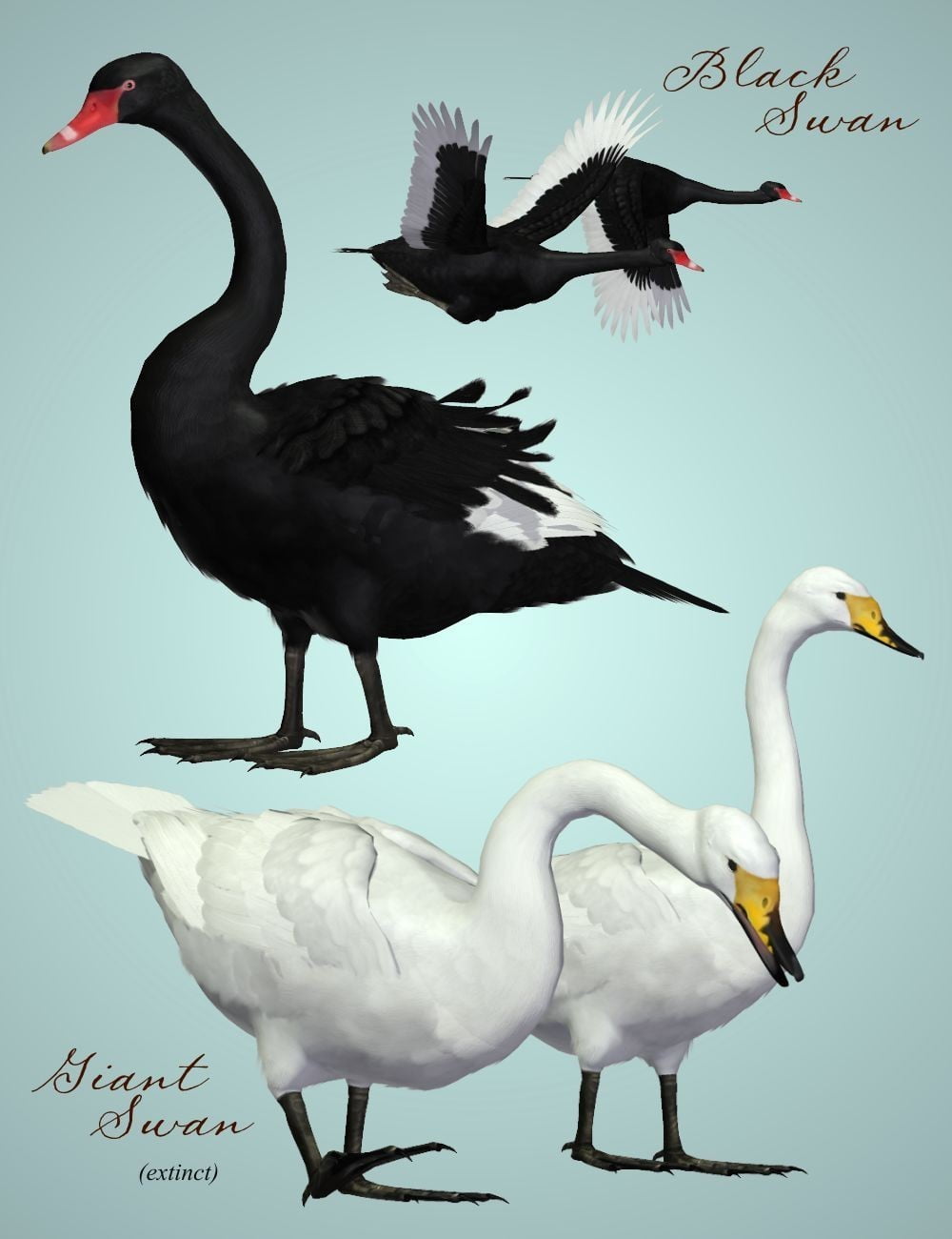 SBRM Waterfowl Vol 3 - Swans of the World