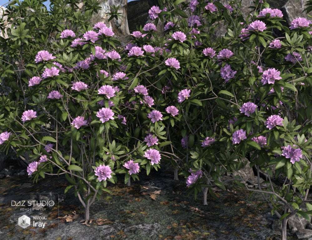 Dumor Scenics - Rhododendrons