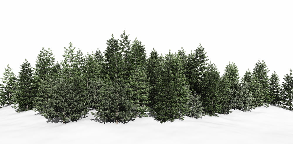 Swidhelm's Conifers