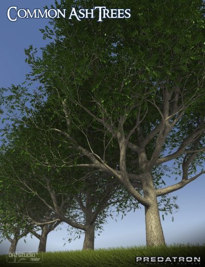 00-main-predatron-common-ash-trees-forest-flora-plant-wood-timber-daz3d-1