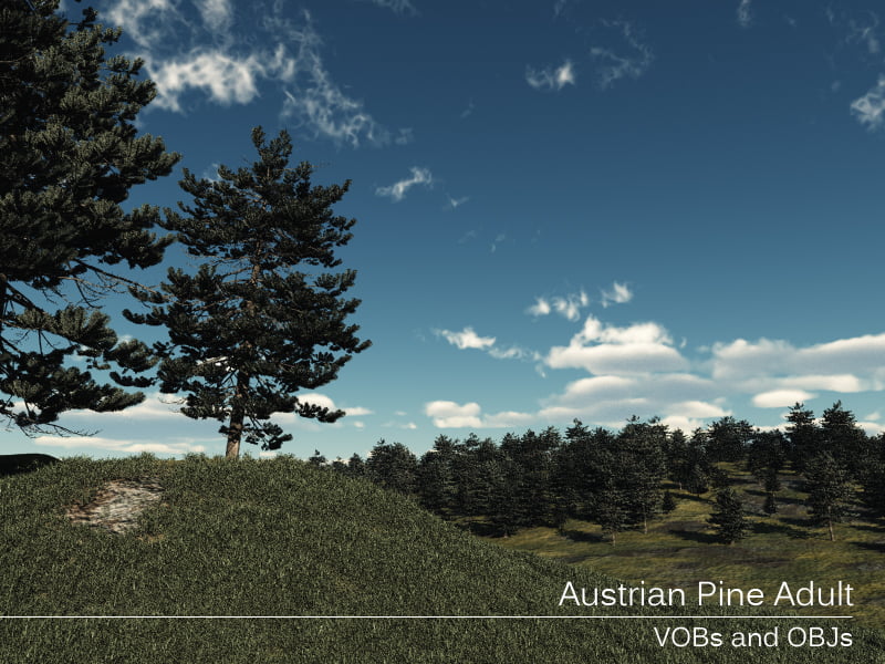 Austrian Pine Adult