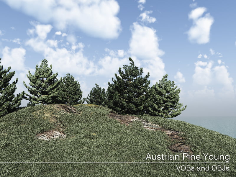 Austrian Pine Young