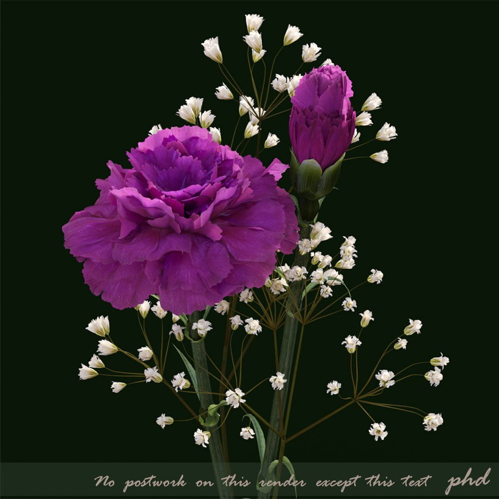 Carnation Iray Addon