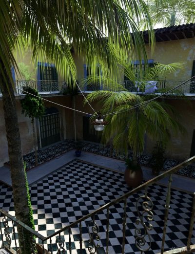 00-main-tropical-palm-trees-for-daz-studio-daz3d-1