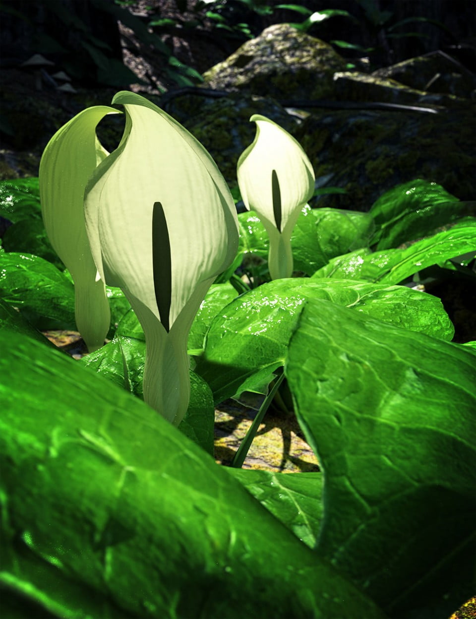 Wild Arums - A wild flower bundle for Daz Studio