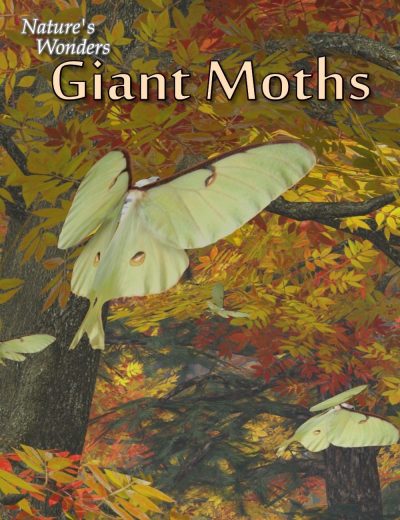 11036-nature-s-wonder-giant-moths-main-1