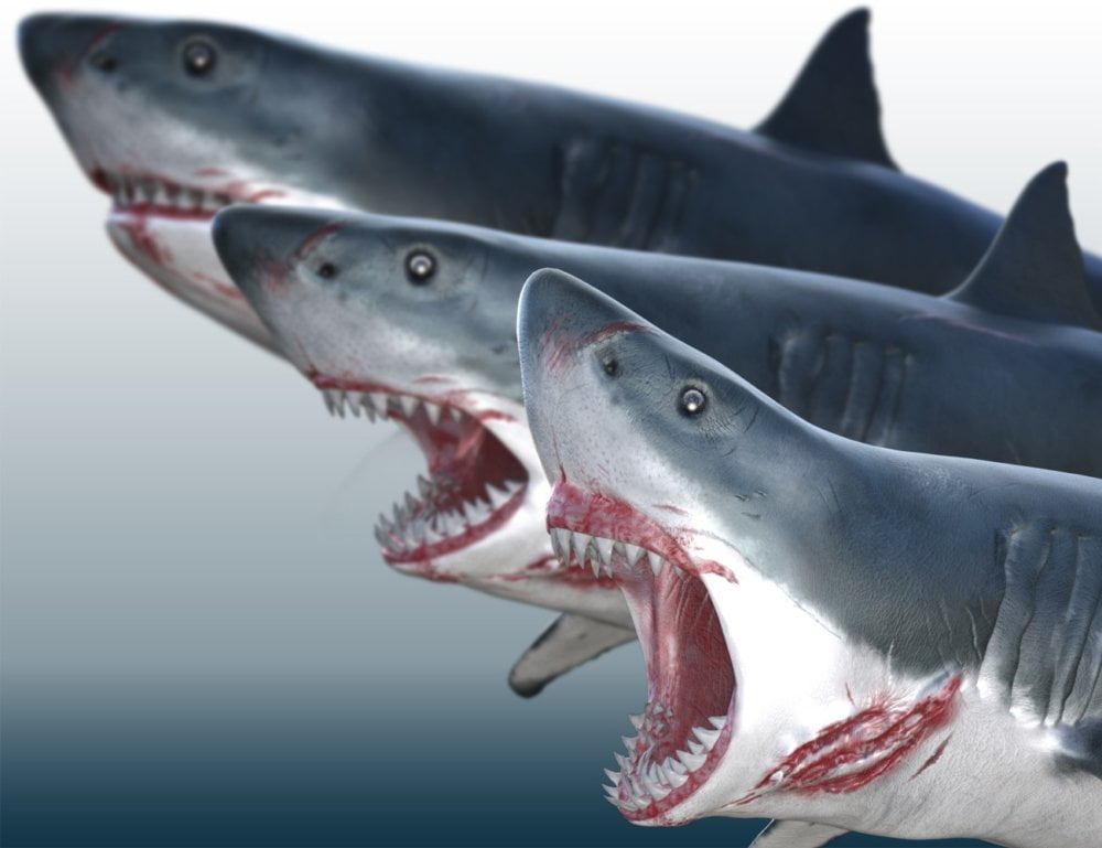 Sharks by AM - Great White