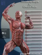 Muscularity Morphs for Genesis 8 Male